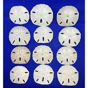 Sand Dollars, (12)  appr 2in. big, Texas, nautical, beach, decor, crafts, summer